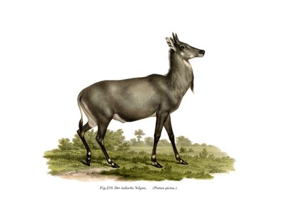 Nilgai da German School